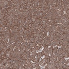 Anti-LSR Antibody