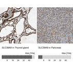 Anti-SLC39A9 Antibody