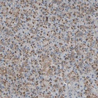 Immunohistochemical staining of human pancreas shows low expression as expected.