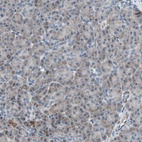 Immunohistochemical staining of human pancreas shows low expression as expected.