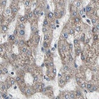 Immunohistochemical staining of human liver using Anti-UQCRC2 antibody HPA007998.