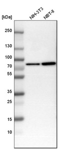 Western blot analysis in mouse cell line NIH-3T3 and rat cell line NBT-II.