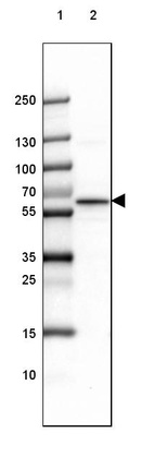 Lane 1: Marker [kDa] 250, 130, 100, 70, 55, 35, 25, 15, 10_br/_Lane 2: Mouse Cerebral Cortex tissue