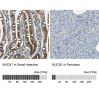 Anti-NUCB1 Antibody