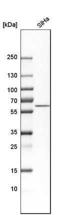 Anti-NUCB1 Antibody