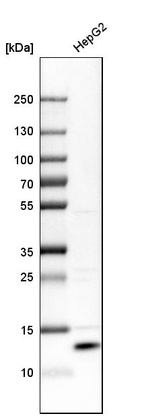 Western blot analysis in human cell line HepG2.