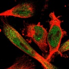 Immunofluorescent staining of human cell line U-251 MG shows localization to nucleoplasm & cytosol.