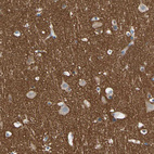 Anti-STXBP1 Antibody