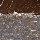 Anti-STXBP1 Antibody