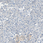 Anti-STXBP1 Antibody