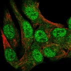 Anti-STXBP1 Antibody