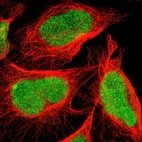 Immunofluorescent staining of human cell line U-2 OS shows localization to nucleus.