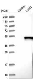 Anti-SUN3 Antibody