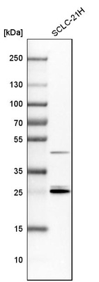 Western blot analysis in human cell line SCLC-21H.