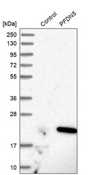 Anti-PFDN5 Antibody