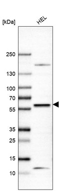 Anti-SUFU Antibody