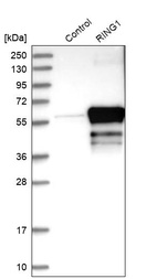 Anti-RING1 Antibody