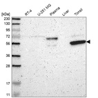 Anti-KIAA0907 Antibody