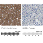 Anti-NFASC Antibody