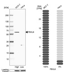 Anti-FBXL6 Antibody