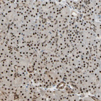 Immunohistochemical staining of human pancreas shows strong nuclear positivity in exocrine glandular cells.