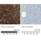 Anti-COTL1 Antibody