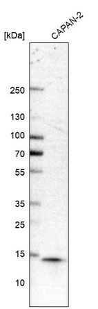 Anti-COTL1 Antibody