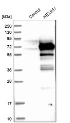 Western blot analysis in control (vector only transfected HEK293T lysate) and HEXIM1 over-expression lysate (Co-expressed with a C-terminal myc-DDK tag (~3.1 kDa) in mammalian HEK293T cells, LY416644).