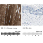 Anti-CDH15 Antibody