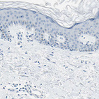 Anti-CDH15 Antibody