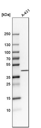 Anti-NDFIP2 Antibody