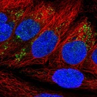 Anti-NDFIP2 Antibody