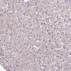 Immunohistochemical staining of human liver shows very weak positivity in hepatocytes as expected.