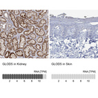 Anti-GLOD5 Antibody