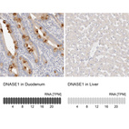 Anti-DNASE1 Antibody