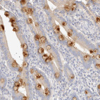 Anti-DNASE1 Antibody