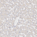 Anti-DNASE1 Antibody