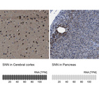 Anti-SNN Antibody