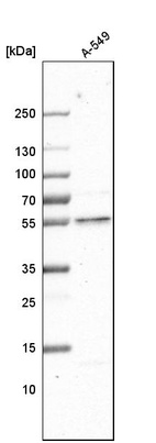 Anti-GCNT3 Antibody