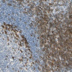 Immunohistochemical staining of human tonsil shows high expression.