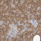 Anti-SRPRB Antibody