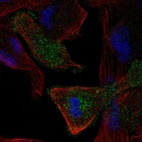 Anti-MEGF10 Antibody