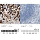 Anti-SELENBP1 Antibody