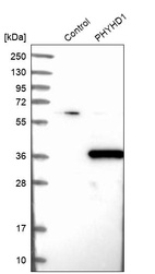 Anti-PHYHD1 Antibody