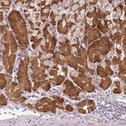 Anti-TMED6 Antibody