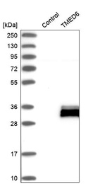 Anti-TMED6 Antibody