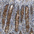 Anti-C6orf89 Antibody