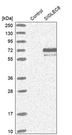 Anti-SIGLEC8 Antibody