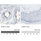 Anti-CLMN Antibody