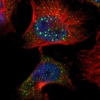 Immunofluorescent staining of human cell line U-251 MG shows localization to nuclear bodies & cytosol.